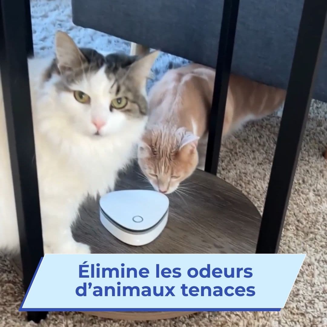 Odeurix | Élimine les odeurs de fumée, d’animaux et de cuisine en un clic